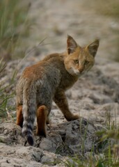Jungle Cat (Felis chaus). 

Agile hunter in wetlands, plains. Graceful, threatened. Sandy coat with black ear tufts. Only regularly seen Wild Cat in Pakistan.