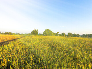 The morning atmosphere is bright with warm sunlight in the rice fields.focus selective