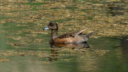 Eurasian Wigeon (Mareca Penelope).

One of three species of Wigeons in the world. Striking dabbling duck, chestnut head, cream-colored forehead. White patch, dark green speculum.