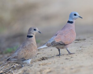 Red Collared Dove or Red Turtle Dove (Streptopelia tranquebarica) male, female.

Reddish-brown, black collar. Agricultural areas. Feeds on seeds and grains. Summer breeder to plains of Pakistan.