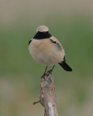 Obraz premium Desert Wheatear (Oenanthe deserti) perched on a branch.Insectivorous bird thrives in arid landscapes. Masterful in flight, hunts insects with impressive agility. Buff body with black markings.