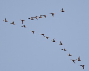 Northern Shoveler (Spatula clypeata) flock in flight over Indus River.

Colorful duck, spatulate spoon shaped bill. Males have bright plumage,females mottled brown. Wetlands, marshes across the world.