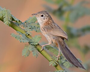 Rufous-vented Prinia / Rufous-vented Grass Babbler (Laticilla burnesii).

Listed as “Near-Threatened” on the IUCN Red List of Threatened Species. It is common in wetlands of Indus River where I live.