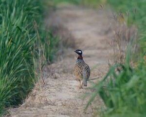 Black Francolin (Francolinus francolinus) walking in plains of Pakistan.

One of the commonest Pet bird in Pakistan. Lovely call. Severely hunted. Grasslands, scrublands, eats seeds,insect