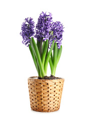 Beautiful violet hyacinth flowers in pot on white background