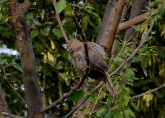 Jungle Babbler (Argya striata).

Social birds, often seen in noisy groups. Known for their distinctive brown plumage and yellow bill. Their local name in South Asia means 