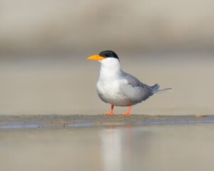 River Tern (Sterna aurantia) on Indus River of Pakistan.

“Vulnerable” on IUCN Red List of Threatened Birds. Sleek bird,black cap,yellow bill,long wings. Rivers. lakes. Dives for fish,graceful flight.