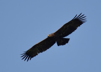 Greater Spotted Eagle (Clanga clanga) in flight near Indus River with bright blue sky in the background.

Listed as “Vulnerable” on the IUCN Red List of Threatened Species.