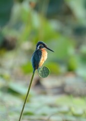 Common / Eurasian Kingfisher (Alcedo atthis) on lotus seed/nut.
 
A beautiful, tiny and widespread species of Kingfishers. Often seen on the edges of Streams and Rivers. 