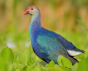 Grey-headed Swamphen (Porphyrio poliocephalus).

Formerly 