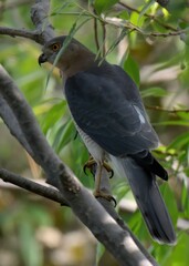 Shikra (Accipiter badius).

Agile hunter darts through trees & bushes, snatches birds & rodents. Common falconry bird in Pakistan.