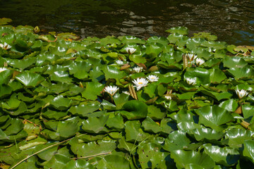 White flowers in the leafage of Nymphaea alba in August