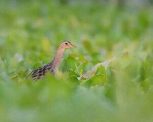 Watercock (Gallicrex cinerea) female in a swamp.

Medium-sized, secretive bird, dark plumage, distinctive red bill. Wetlands and marshes. Feeds on aquatic plants, small invertebrates.
