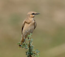 Fototapeta premium Isabelline Wheatear (Oenanthe isabellina).The name “Wheatear” is derived from “White arse”, referring to a White rump present in many Wheatears species. 