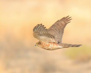 A Eurasian Sparrowhawk (Accipiter nisus) in hunting mode in an arid region of Pakistan.

Found across Eurasia and Africa, admired for its agility in flight and hunting skills.
