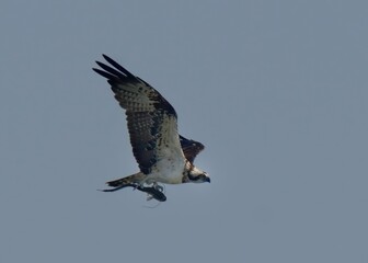 Osprey (Pandion haliaetus) with a fish kill over Indus River in Pakistan.

Large raptor, white and dark. River, Lakes. Dives for fish, known for its impressive fishing skills. Cosmopolitan species.