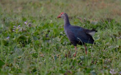 Grey-headed Swamphen (Porphyrio poliocephalus).

Formerly 