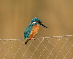 Common / Eurasian Kingfisher (Alcedo atthis). 

A beautiful, tiny and widespread species of Kingfishers. Often seen on the edges of Streams and Rivers. 