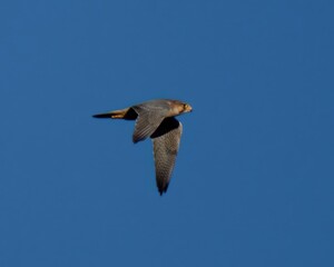 Red-naped Shaheen (peregrinus babylonicus) or Barbary Falcon (Falco pelegrinoides pelegrinoides).

Complex Taxonomy.Magnificent Falcon resident of the Dry Hills.Rufous nape.Hunts birds, small mammals.