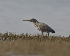 Striated Heron (Butorides striata). 

Compact hunter! Grey back, white belly, black cap. Stands still by water, waits to snatch fish and frogs.