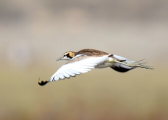 Pheasant-tailed Jacana (Hydrophasianus chirurgus) non breeding in flight.

Walks on floating vegetation,water lilies. Pond,lakes.Females mate with multiple males.