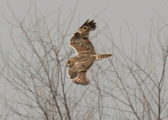 Short-eared Owl (Asio flammeus).

A Winter migrant to Pakistan along with its cousin, the Long-eared Owl. It is always lovely to see these large Owls.