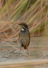 Fototapeta premium Bluethroat (Luscinia svecica).Vibrant blue throat, striking plumage. Found in wetlands and reed beds. Perfect for captivating wildlife and nature photography. Migratory songbird.