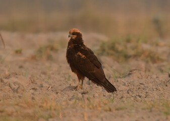 Western Marsh Harrier (Circus aeruginosus).

Elegant predator, soars with long wings over wetlands. Males have grey and rufous plumage, while females are rich, dark brown. Winter visitor to Pakistan.