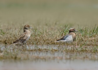 Garganey (Spatula querquedula) pair male female in a Wetland of Pakistan.

Small migratory dabbling duck. Males have prominent white crescent above eye. Found in shallow wetlands.