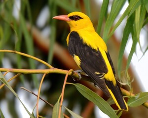 Indian Golden Oriole (Oriolus kundoo).

Formerly called Eurasian Golden Oriole (Oriolus oriolus...