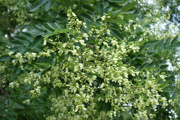 Buds and white flowers of Styphnolobium japonicum tree in July