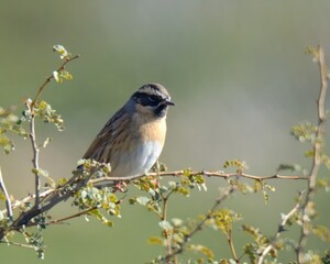 Black-throated Accentor (Prunella atrogularis).

Small, striking bird, black throat, brown, streaked body. Found in mountainous regions, feeds on insects, seeds.