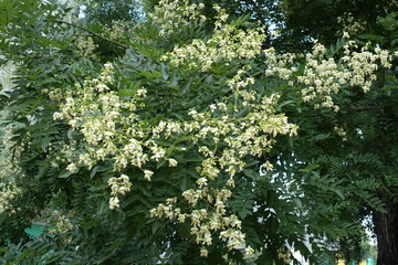 Inflorescences of Styphnolobium japonicum tree in July