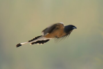 Rufous Treepie (Dendrocitta vagabunda) in flight.

Medium-sized bird. Rufous, black, and white plumage, long tail. Forests, gardens. Feeds on insects, small vertebrates, fruits.
