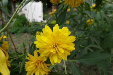 Close view of yellow flowers of Rudbeckia laciniata Goldquelle in mid August