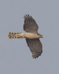 Eurasian Sparrowhawk (Accipiter nisus).

A frequent visitor to wooded areas, fields and gardens. Found across Eurasia and Africa, admired for its agility in flight and hunting skills.