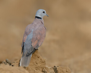 Red Collared Dove or Red Turtle Dove (Streptopelia tranquebarica) male in Pakistan.

Open woodlands, agricultural areas. Feeds on seeds and grains. Summer breeder to plains of Pakistan.
