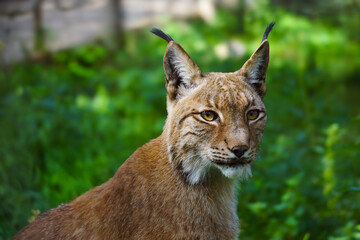 Lynx looks directly into the camera