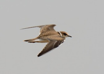 Little Ringed Plover (Charadrius dubius). 

Tiny shorebird! Runs & stops for bugs on sunny banks. Bright yellow eye wows. Seen at Pakistan's Indus River.