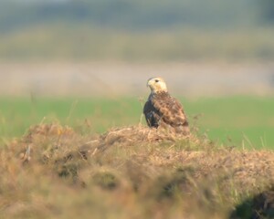 Long-legged Buzzard (Buteo rufinus) sitting in plains of Pakistan.
Large raptor. Variable plumage,pale to dark morphs. Has long legs and broad wings, inhabits open landscapes and mountainous regions.
