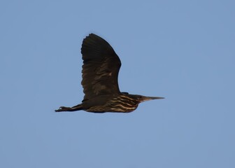 Obraz premium Black Bittern (Ixobrychus flavicollis).Secretive wetland hunter! Black with a flash of yellow on its neck. Often blends in with reeds, strikes fast with long bill.