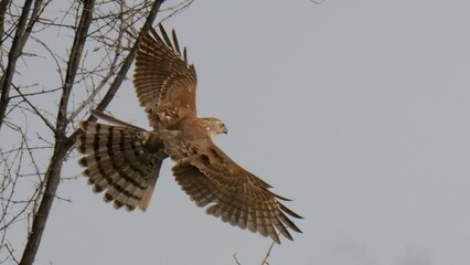 Shikra (Accipiter badius).

Agile hunter darts through trees & bushes, snatches birds & rodents. Common falconry bird in Pakistan.