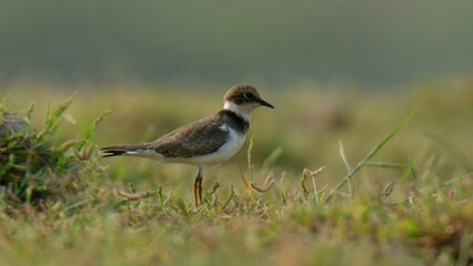 Little Ringed Plover (Charadrius dubius). 

Tiny shorebird! Runs & stops for bugs on sunny banks. Bright yellow eye wows. Seen at Pakistan's Indus River.