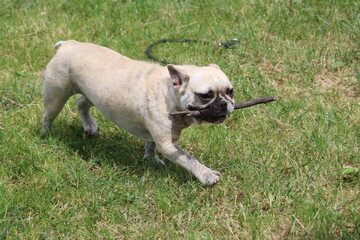 Bouledogue Français