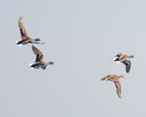 Mallard (Anas platyrhynchos) males in flight over Indus River in Pakistan.

Iconic duck with vibrant plumage, common in wetlands and ponds. 
