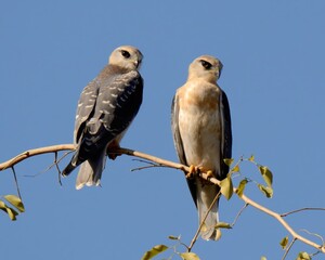 Black-winged Kite (Elanus caeruleus). 

Graceful raptor with black wing patches & piercing red eyes. Hovers over open fields & hunts rodents etc.