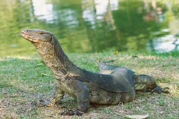 Monitor Lizard