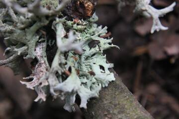 lichen on tree