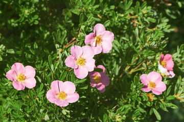 Pink Potentilla fruticosa or cinquefoil blossoms bloom in sun. Bush with green foliage in summer garden.