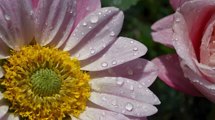 dew drops on pink flower, ai generated